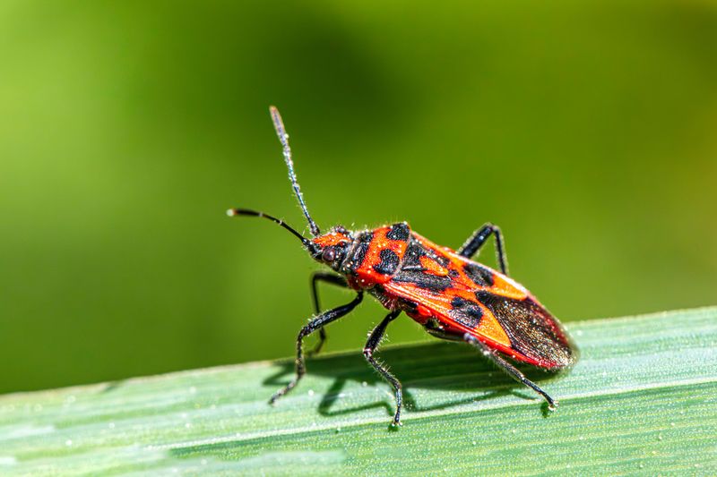 Preventing Chinch Bugs From Returning