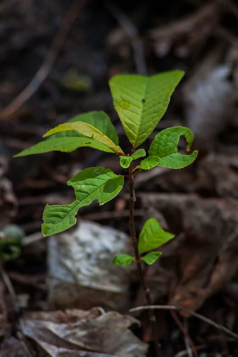 Preventing Common Buckthorn From Coming Back Preventing Common Buckthorn From Coming Back