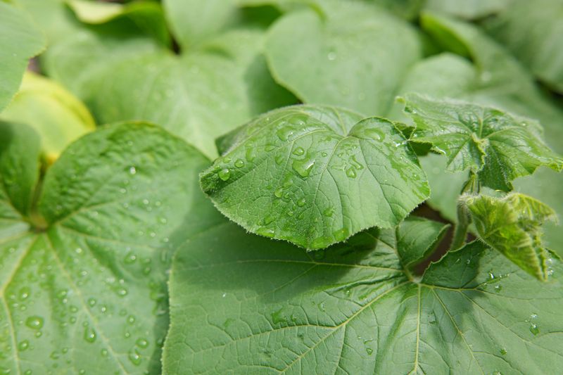 Preventing Downy Mildew Next Season