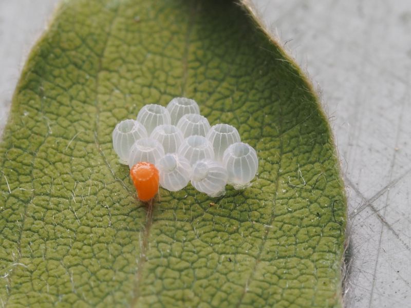 Preventing Future Egg Clusters Around Planters Preventing Future Egg Clusters Around Planters