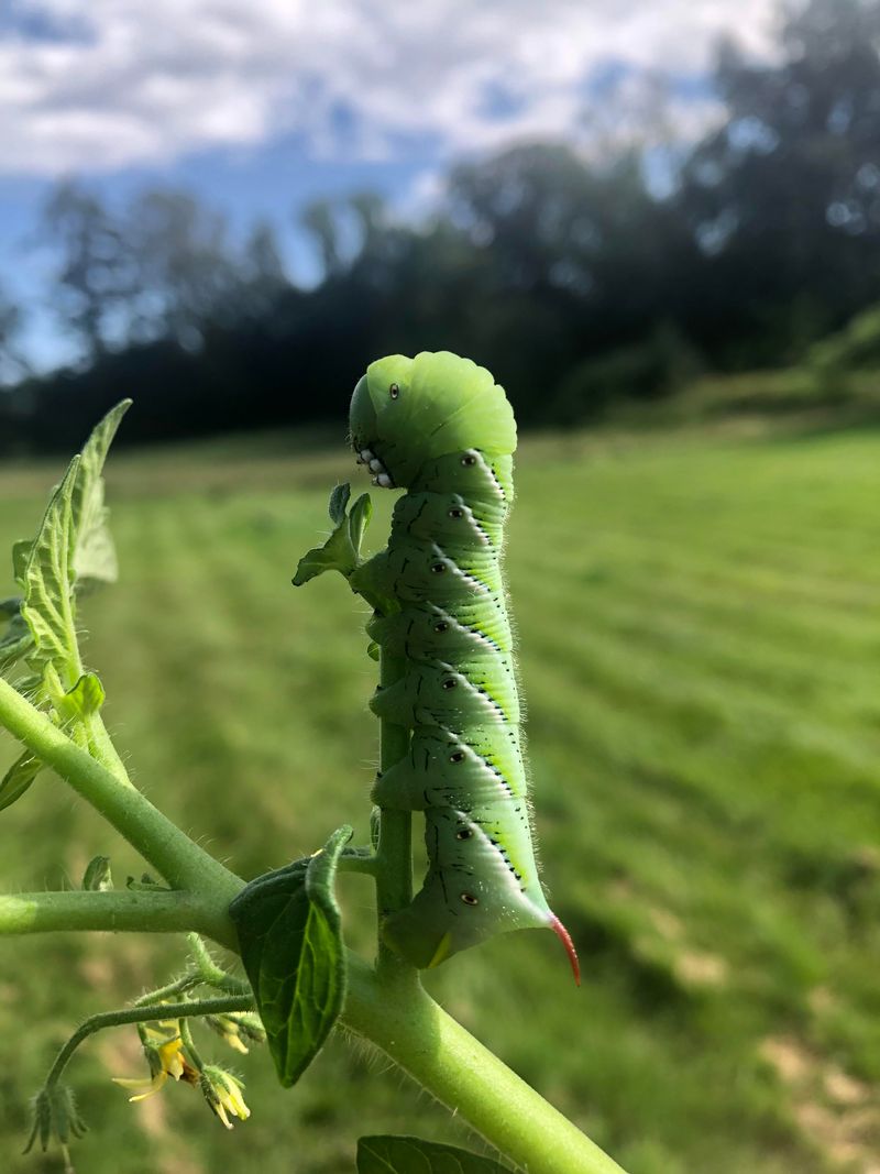 Preventing Future Infestations Through Garden Habits Preventing Future Infestations Through Garden Habits