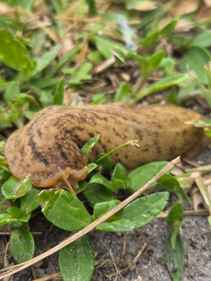 Preventing Future Slug Activity Around Planters