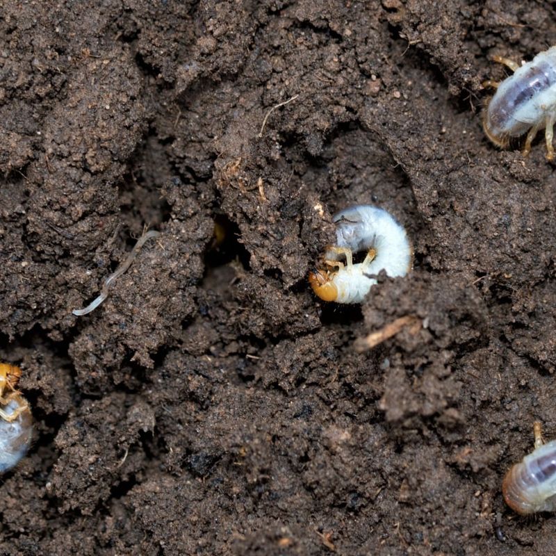 Preventive Treatment Is Intended For Lawns With A Real Grub Risk