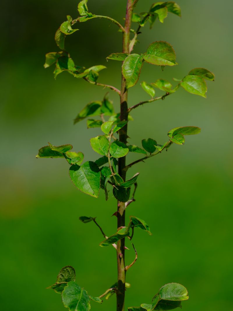 Prevents Leggy, Weak Stems Later On