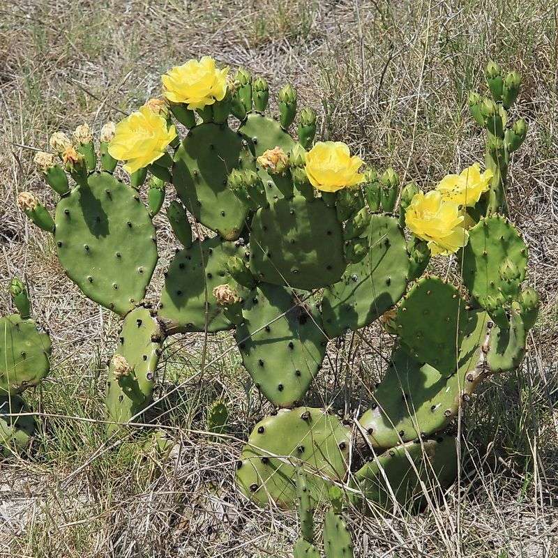 Prickly Pear Fits Sunny Sandy Habitat