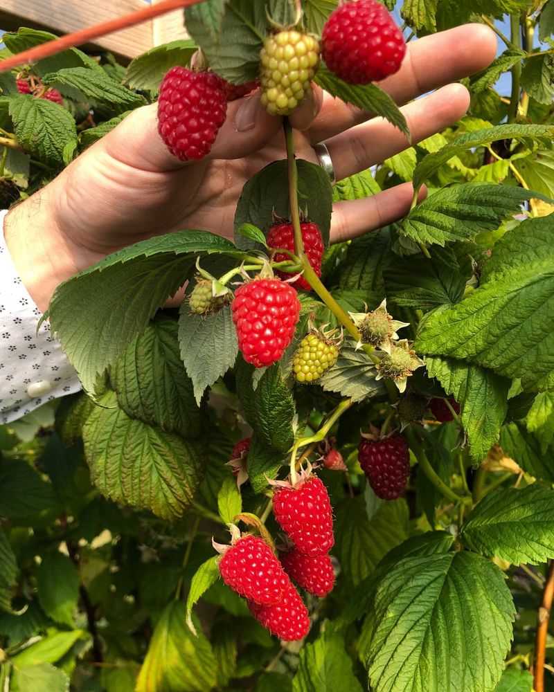 Primocane Raspberry Extends The Season Primocane Raspberry Extends The Season