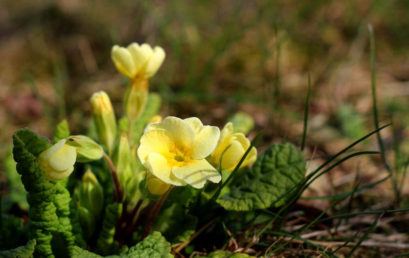 Primrose