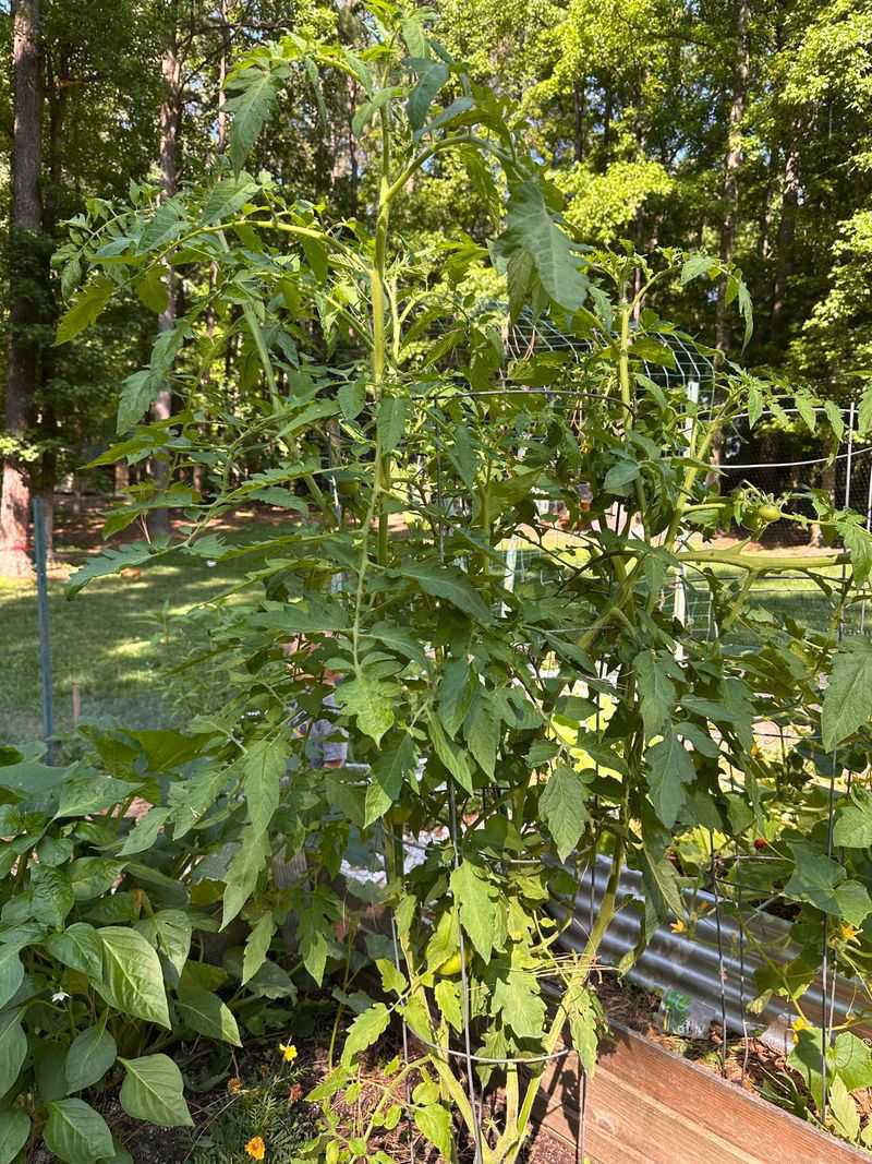Prioritize Fruiting Crops First Prioritize Fruiting Crops First
