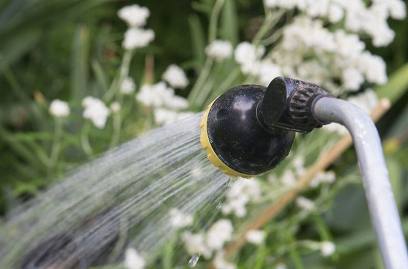 Prioritize New And Shallow-Rooted Plants