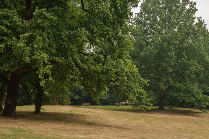 Prioritize Trees Over Lawn In Restrictions