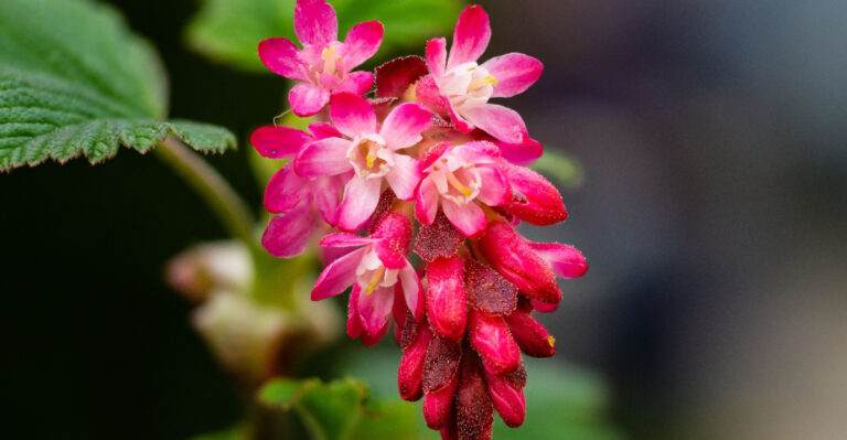 8 Privacy Plants That Thrive In Oregon’s Wet Winters And Dry Summers