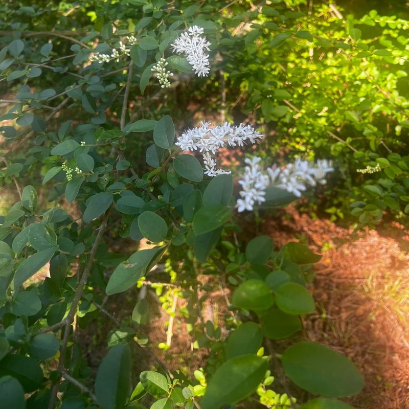 Privet Can Bring More Maintenance Than Gardeners Expect