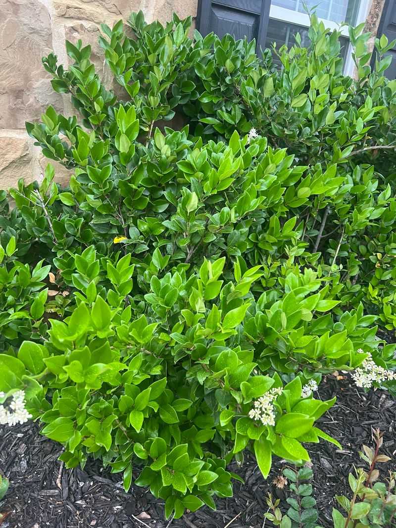 Privet Can Escape Into Natural Areas