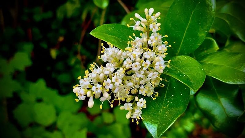 Privet Is Listed As Invasive In North Carolina