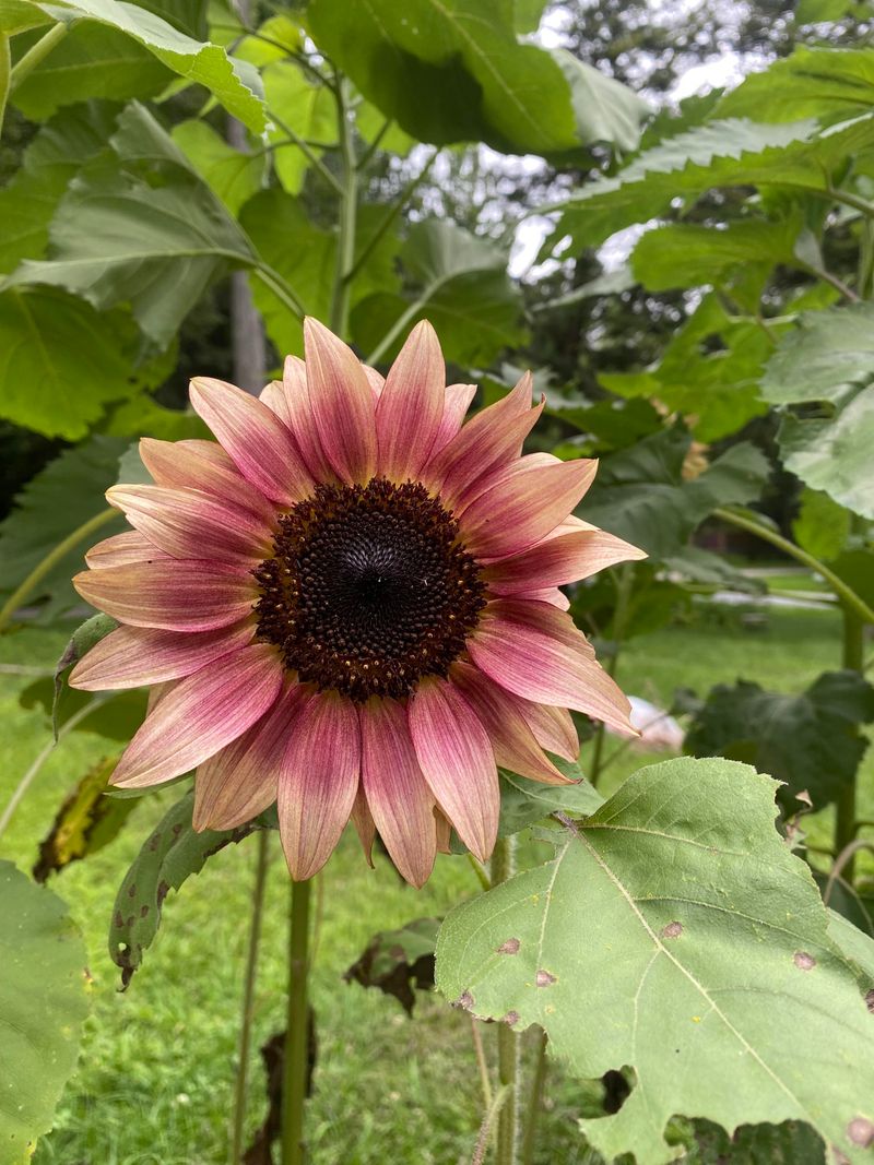 ProCut Series Offers Fast Single Stem Blooms