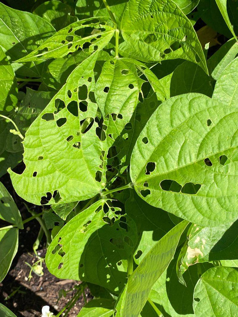 Production Is At Risk When Damage Reaches Flowers And Pods Production Is At Risk When Damage Reaches Flowers And Pods