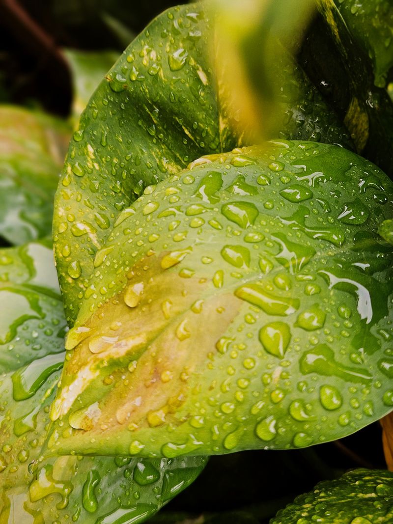 Prolonged Leaf Wetness Invites Bacterial Infection