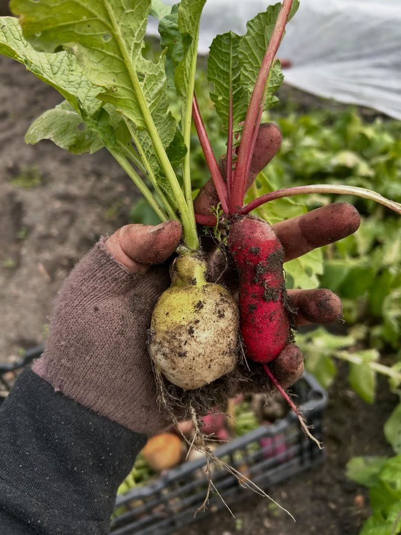 Prompt Harvesting Keeps Roots Crisp