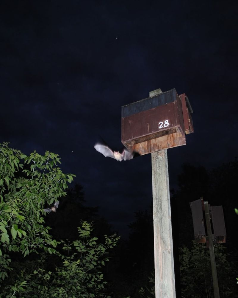 Proper Placement Improves Bat House Success