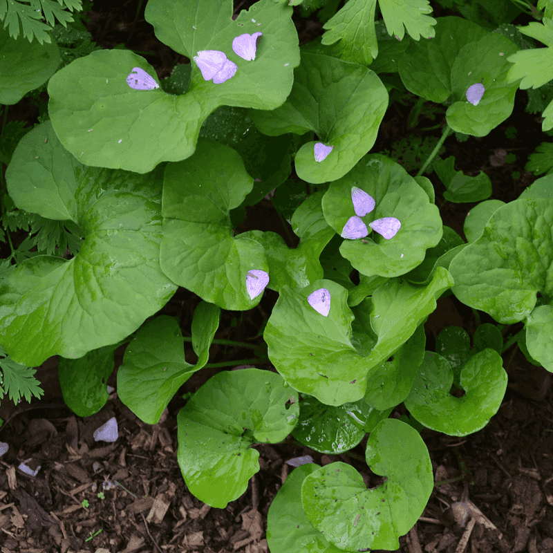 Proper Planting Helps Wild Ginger Replace Pachysandra Successfully Proper Planting Helps Wild Ginger Replace Pachysandra Successfully