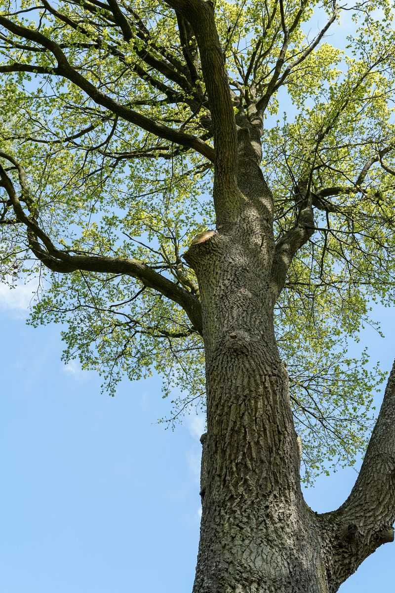 Proper Pruning Techniques And Immediate Wound Sealing Proper Pruning Techniques And Immediate Wound Sealing