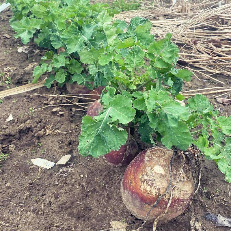 Proper Thinning Creates Room For Large Roots Proper Thinning Creates Room For Large Roots