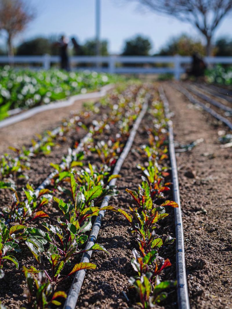 Proper Thinning Creates Room For Larger Beets Proper Thinning Creates Room For Larger Beets