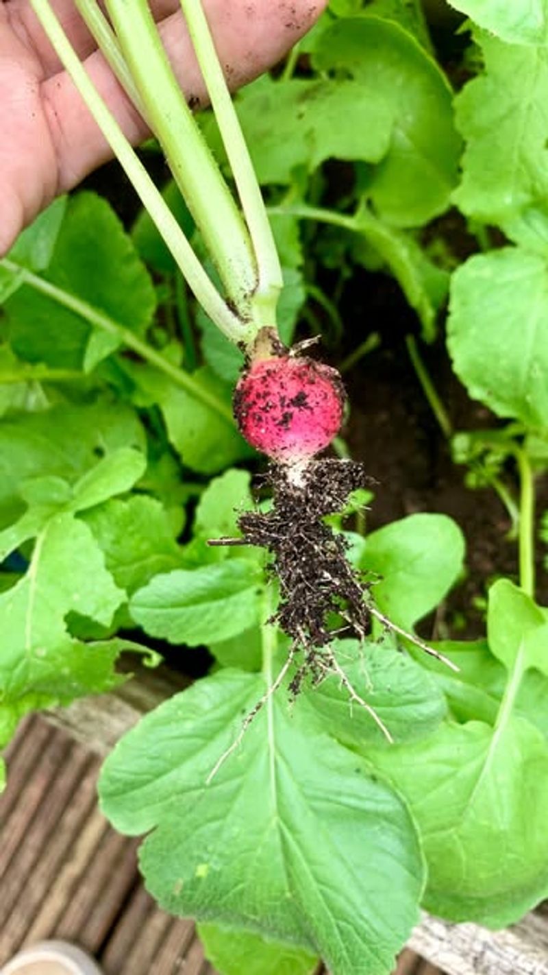 Proper Thinning Produces Rounder Roots