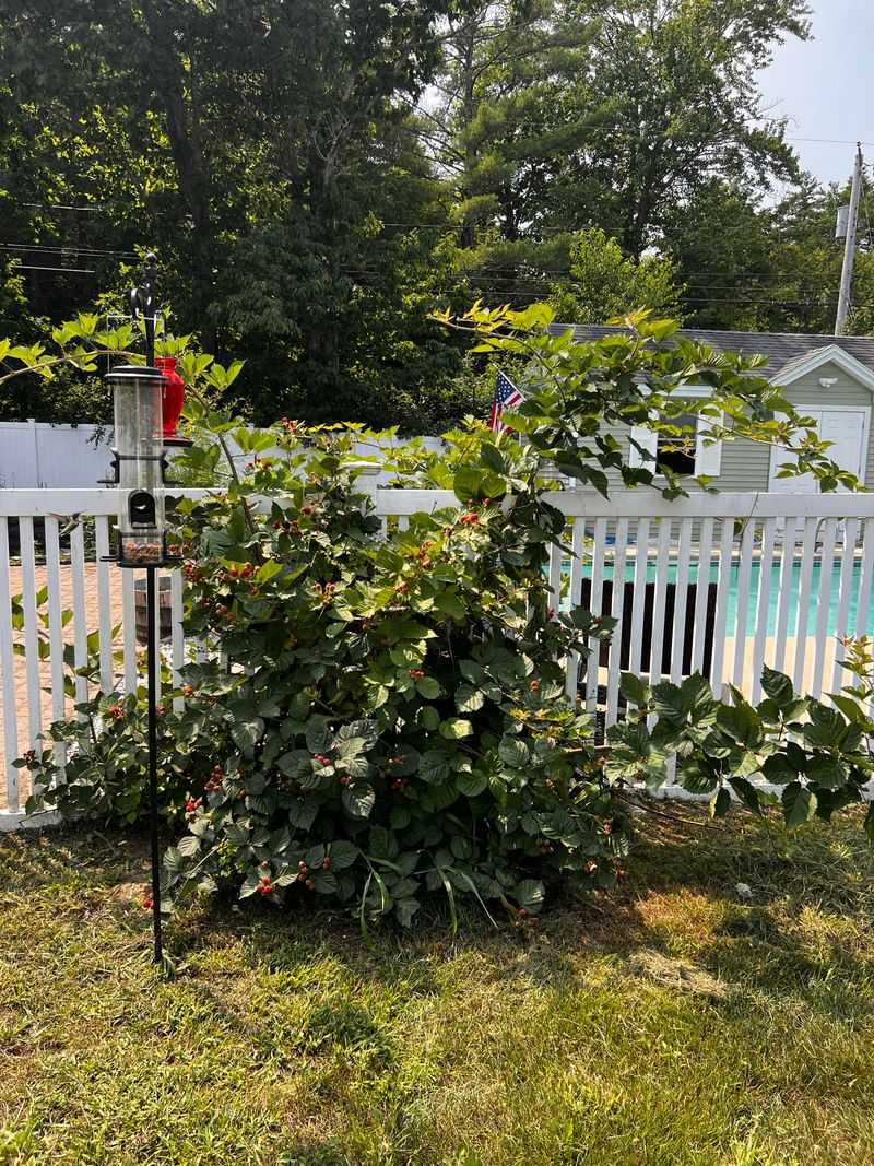 Property-Line Growth Changes The Issue