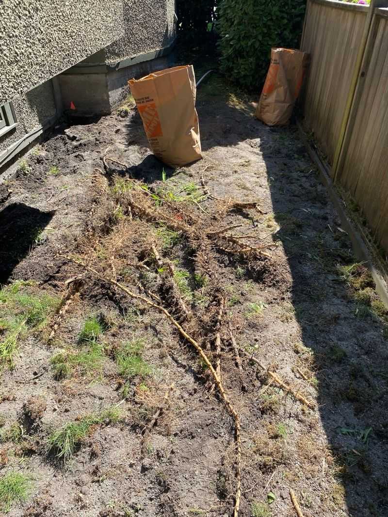 Property Lines Mean Little To Aggressive Rhizomes Property Lines Mean Little To Aggressive Rhizomes