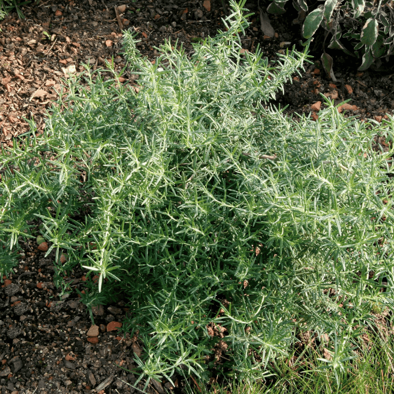 Prostrate Rosemary Grows Along The Ground