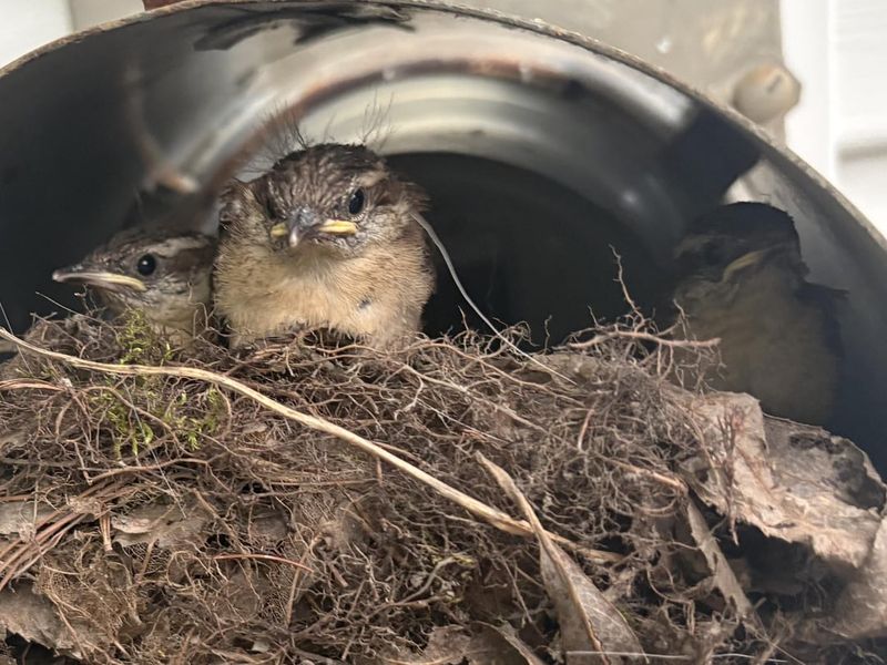 Protect Active Nests Until The Young Birds Leave