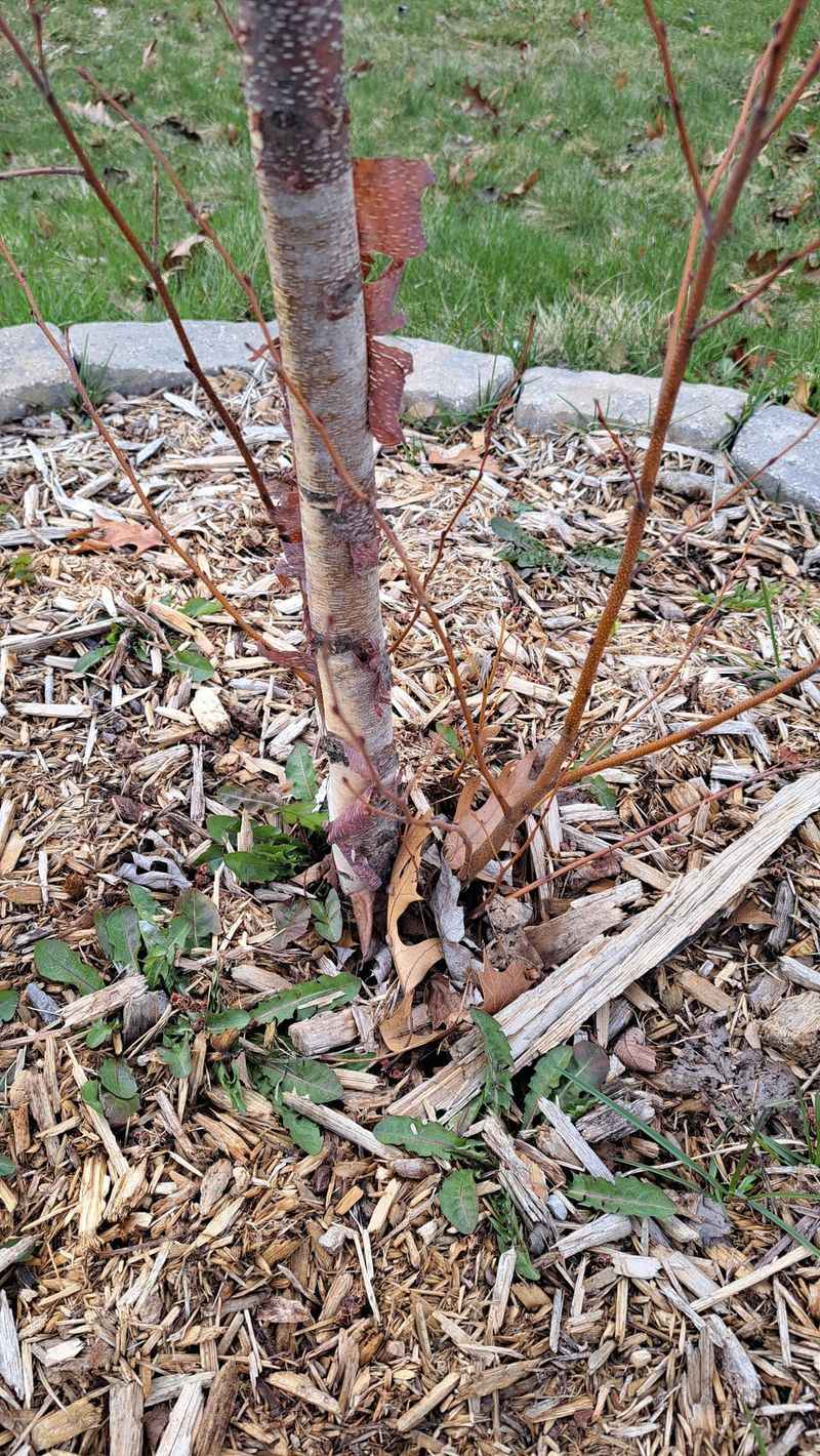 Protect Bark From Common Yard Damage