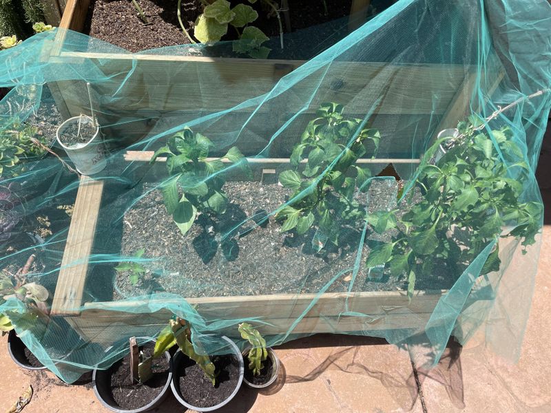 Protect Basil From Extreme Afternoon Heat
