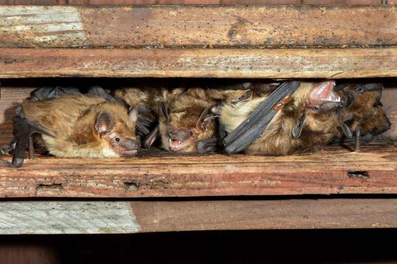 Protect Bats And Your Household Protect Bats And Your Household
