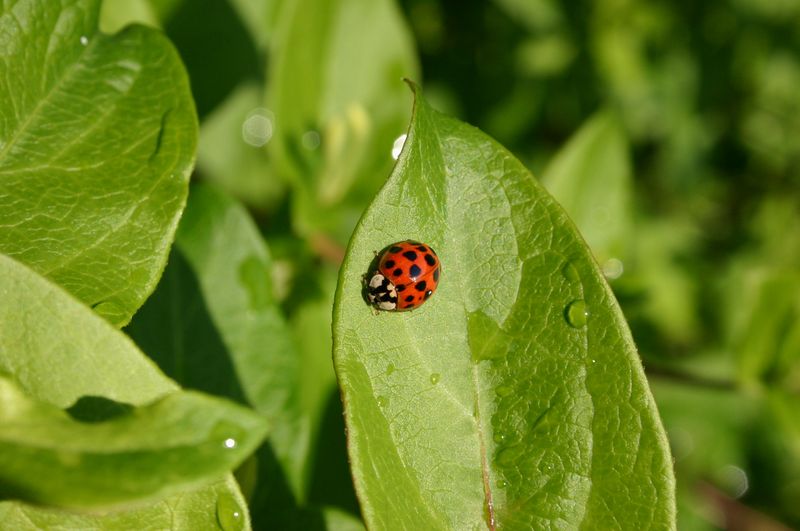 Protect Beneficial Insects Nearby