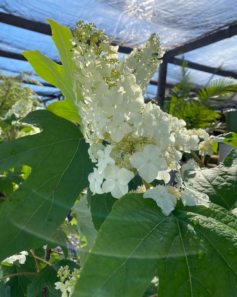 Protect Buds From Late Season Mistakes