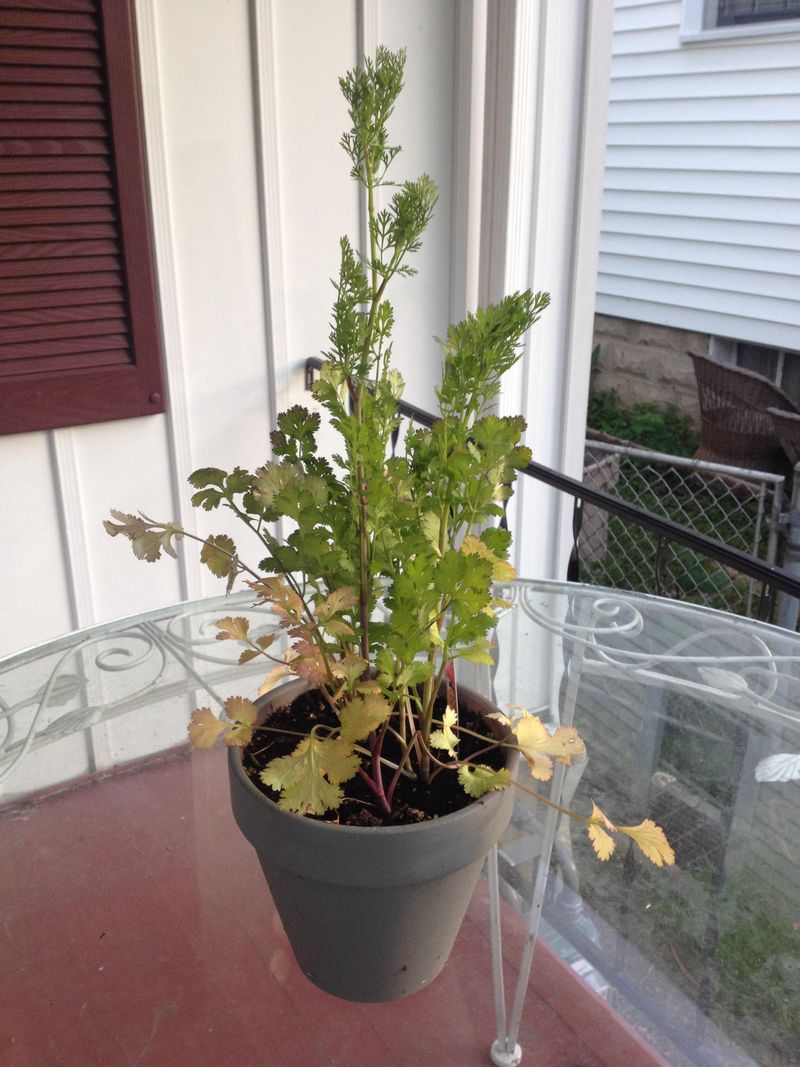 Protect Cilantro Before It Bolts Protect Cilantro Before It Bolts