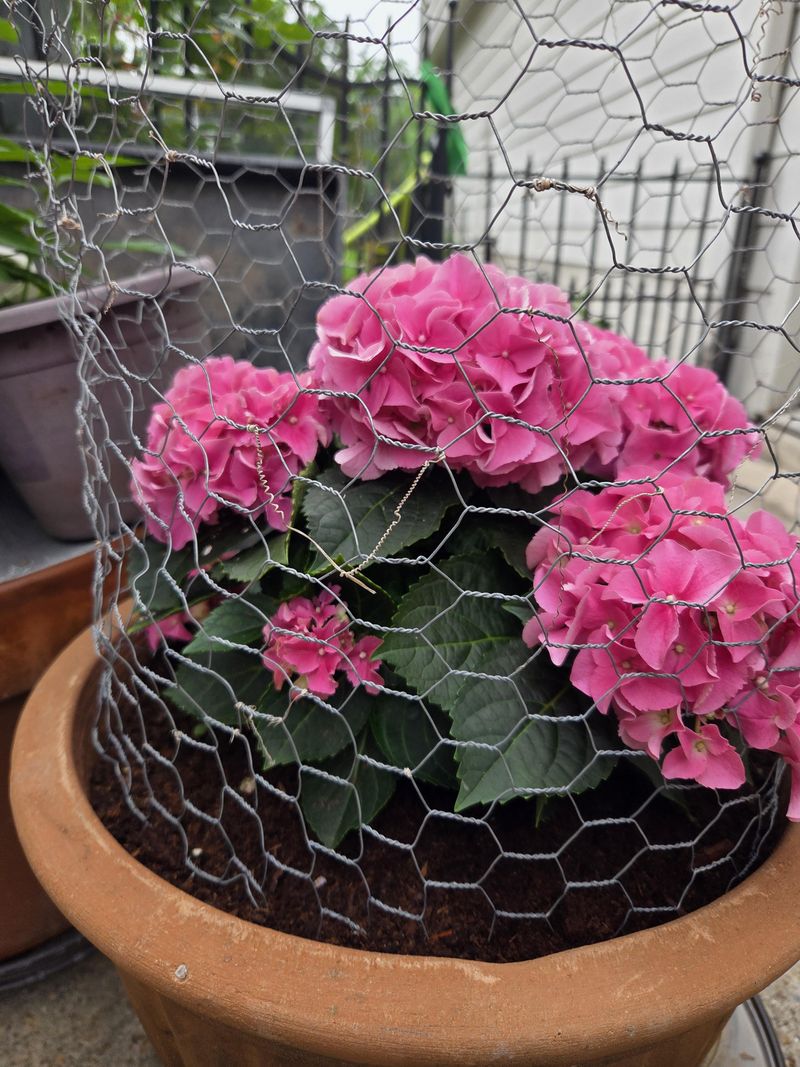 Protect Containers With Stones Or Mesh Protect Containers With Stones Or Mesh
