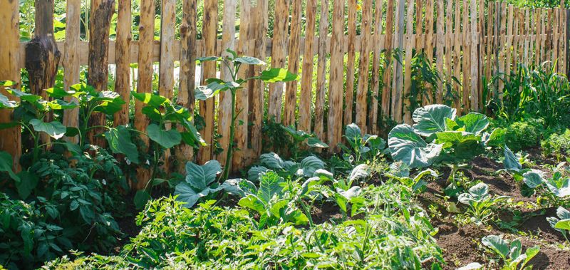 Protect Crops And Remove Easy Invitations Protect Crops And Remove Easy Invitations
