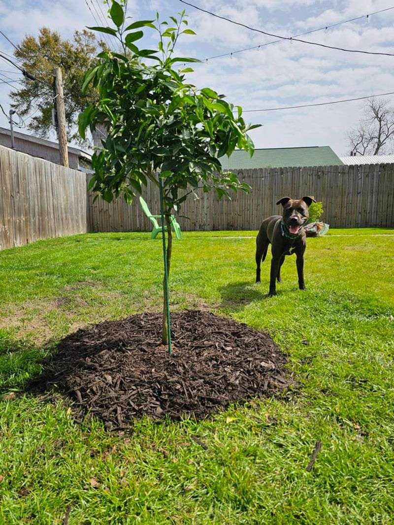 Protect Exposed Roots And Soil Protect Exposed Roots And Soil