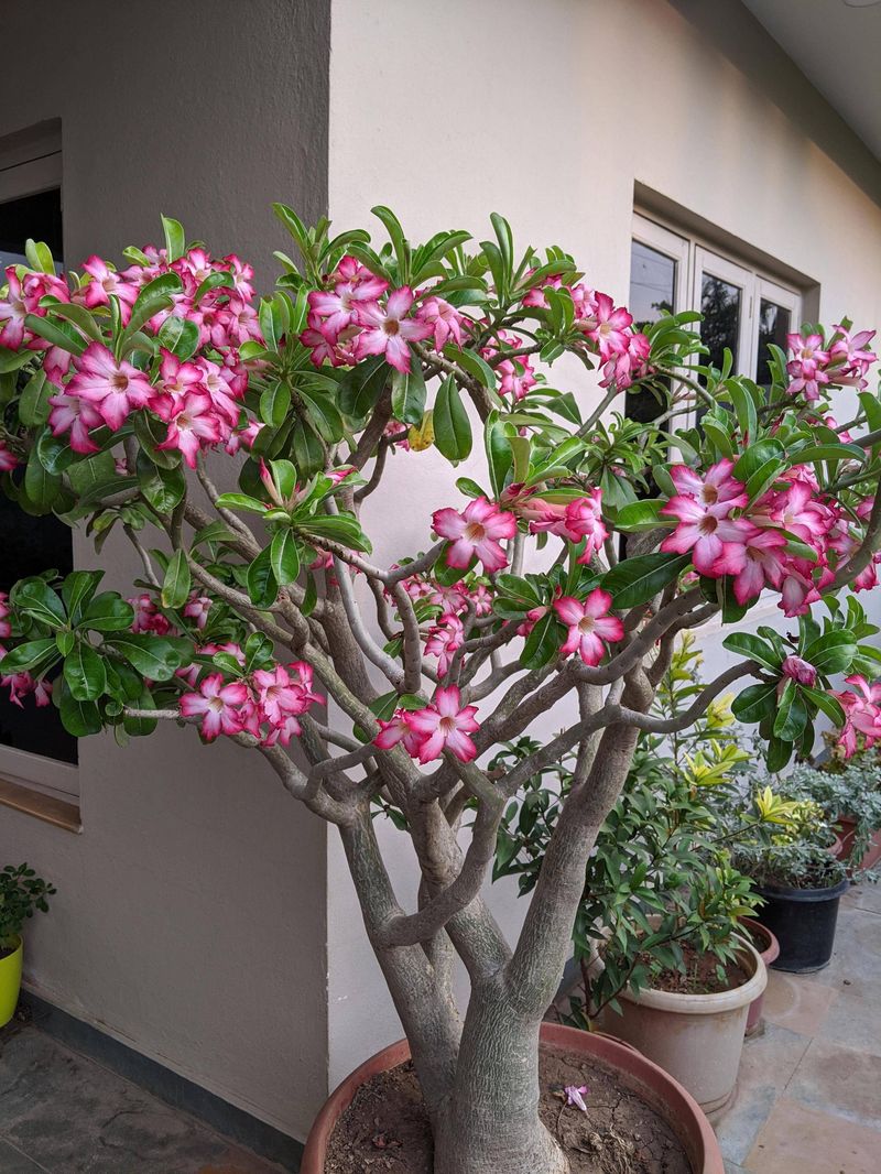 Protect Fall Blooms With Drier Roots