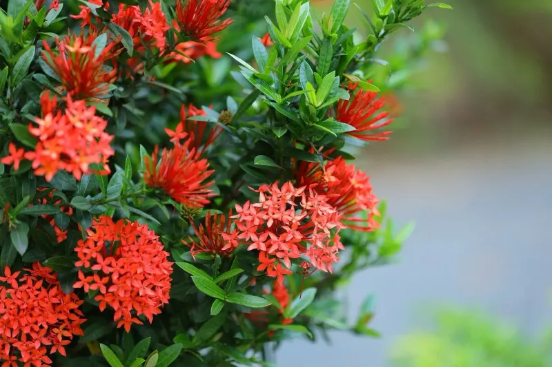 Protect Fall Blooms With Steady July Care