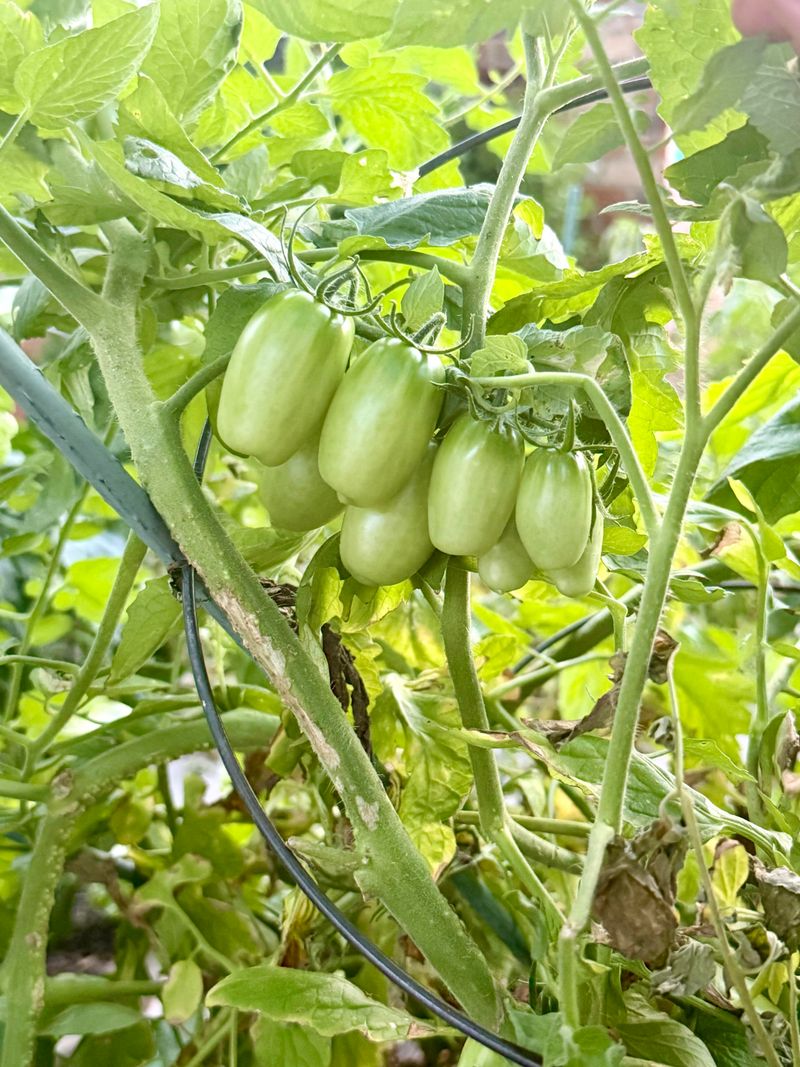 Protect Future Plants With Better Site And Spray Awareness Protect Future Plants With Better Site And Spray Awareness