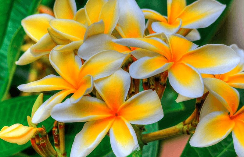 Protect Late Blooms With Steady Care Protect Late Blooms With Steady Care