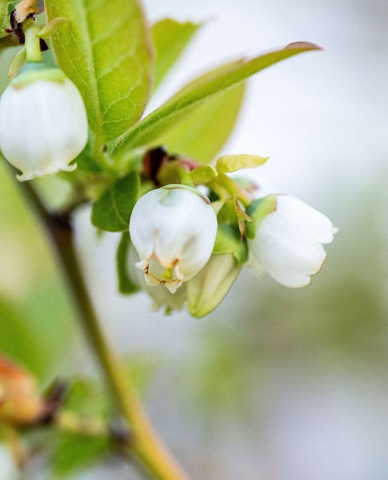 Protect Late Summer Flower Buds Protect Late Summer Flower Buds