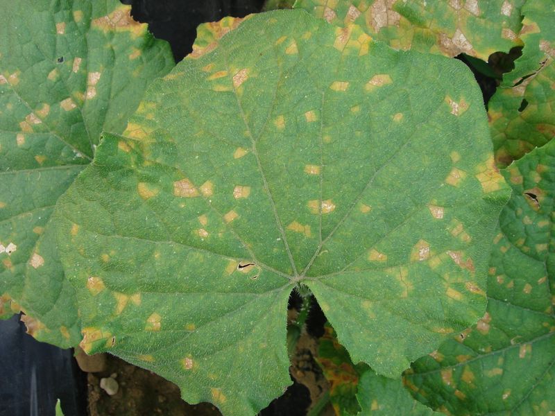 Protect Leaves From Downy Mildew Protect Leaves From Downy Mildew
