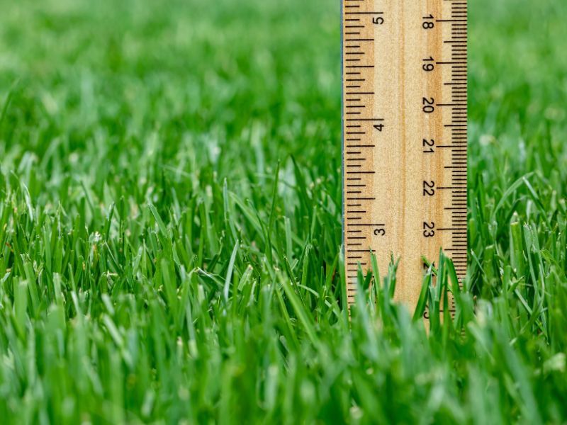 Protect New Seedlings From Mower Stress Protect New Seedlings From Mower Stress