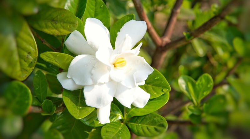 Protect Next Spring Blooms By Doing Less