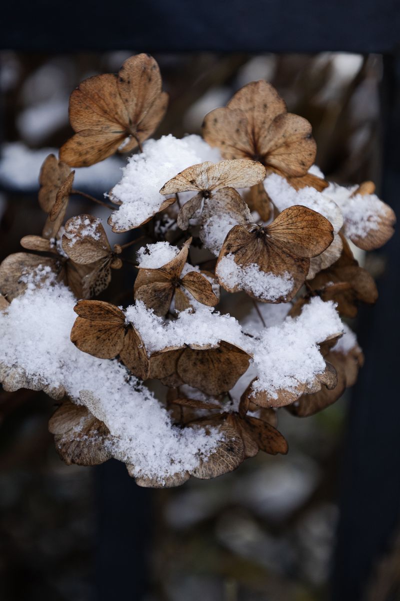 Protect Old Wood Buds Through Indiana's Winter Protect Old Wood Buds Through Indiana's Winter